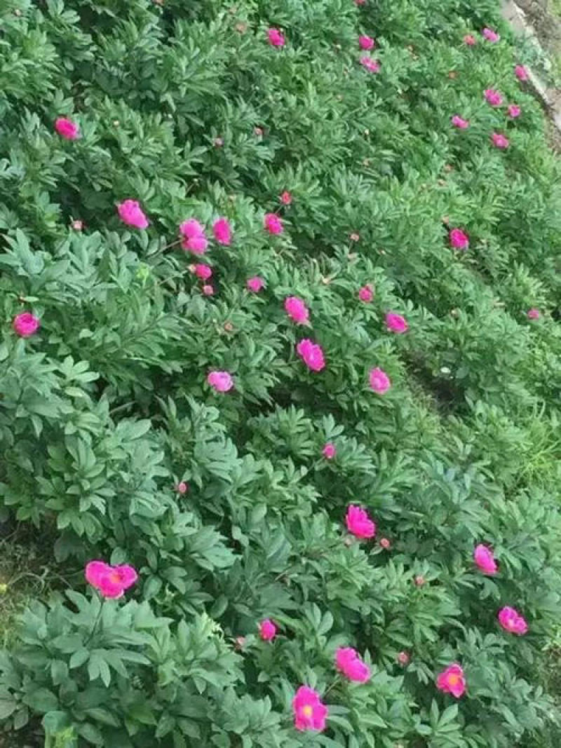 芍药种子四季开花易活室内外花卉盆栽庭院赛牡丹重瓣芍药花种