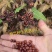 芍药种子四季开花易活室内外花卉盆栽庭院赛牡丹重瓣芍药花种