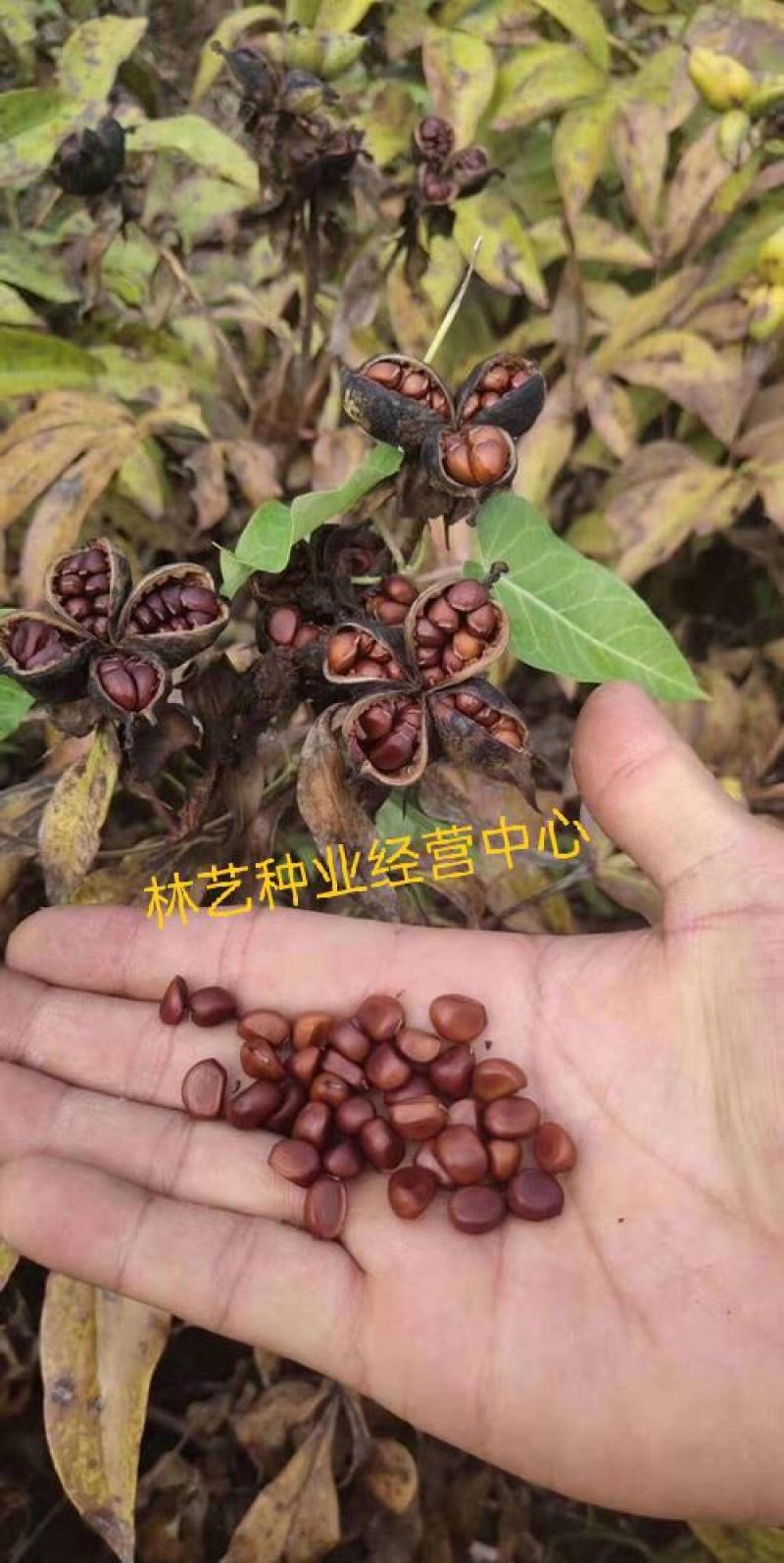 芍药种子四季开花易活室内外花卉盆栽庭院赛牡丹重瓣芍药花种