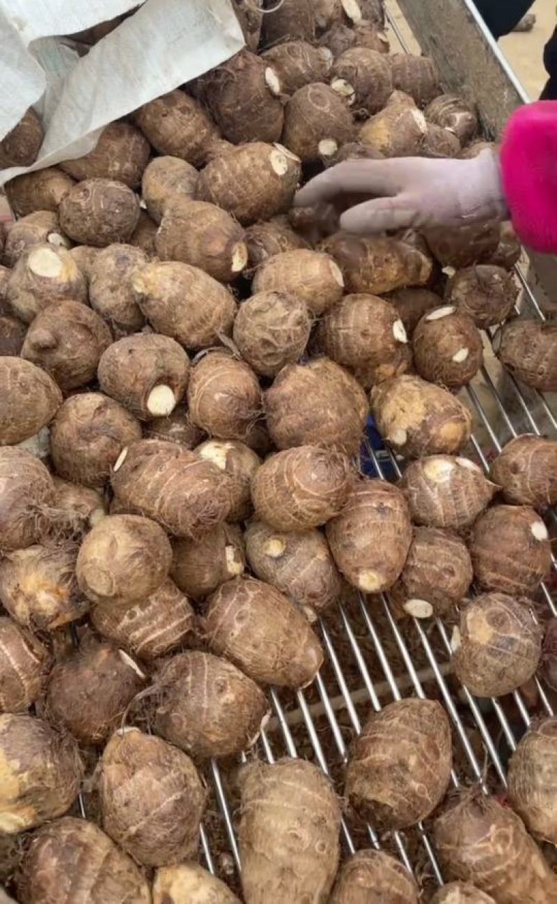 精品芋头，芋头，芋头8520，8520货源充足一手货源