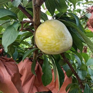 炎陵奈李