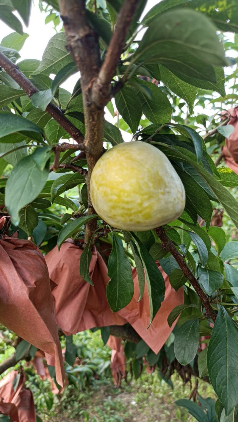 炎陵奈李