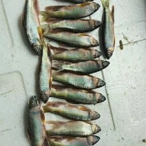 小嘴马口大马口