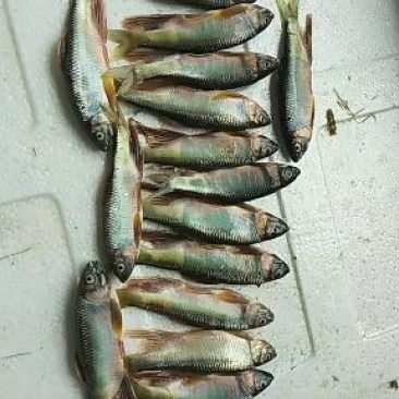 小嘴马口大马口