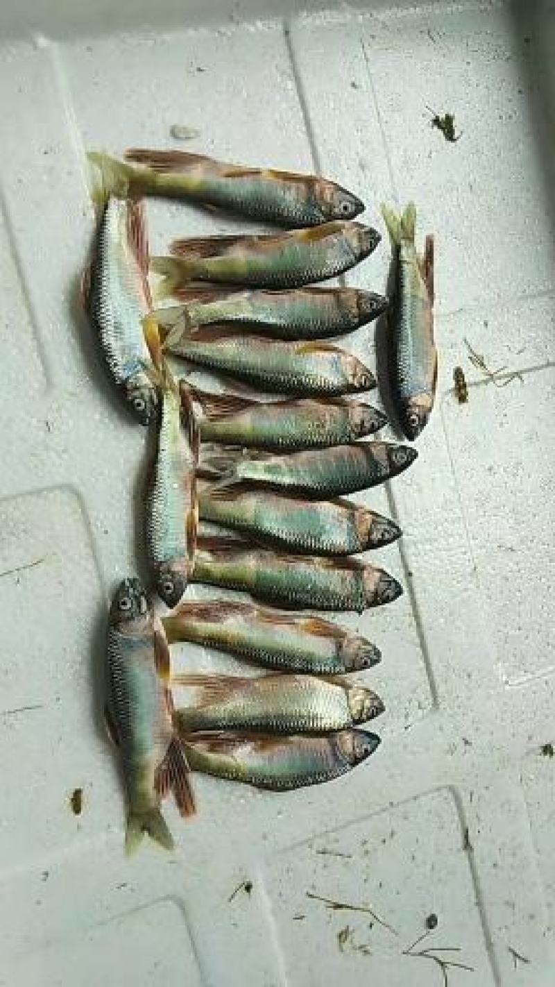 小嘴马口大马口