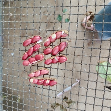 四粒红鲜花生