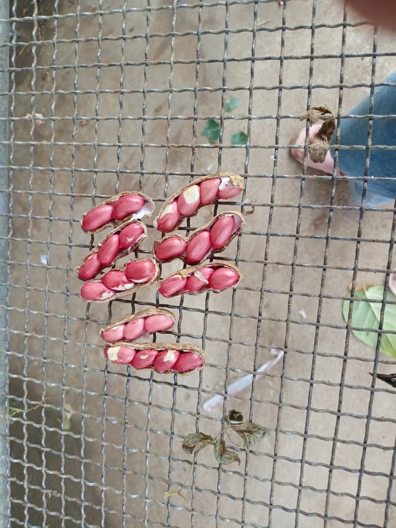四粒红鲜花生