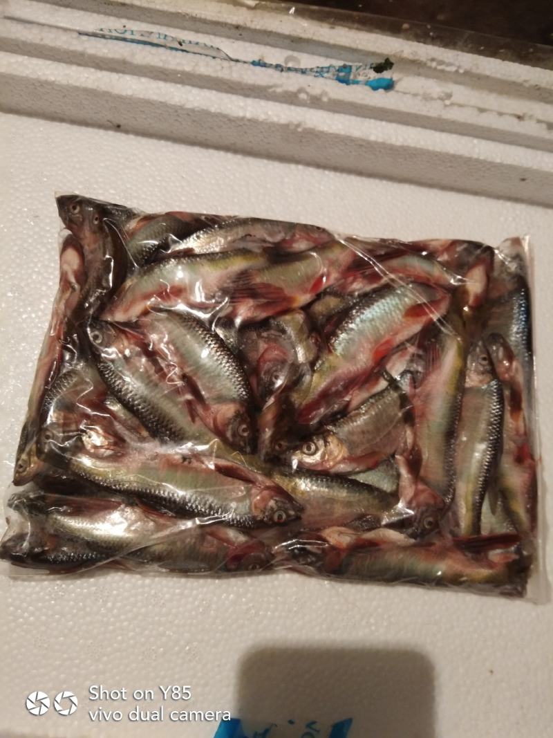 淡水鱼类