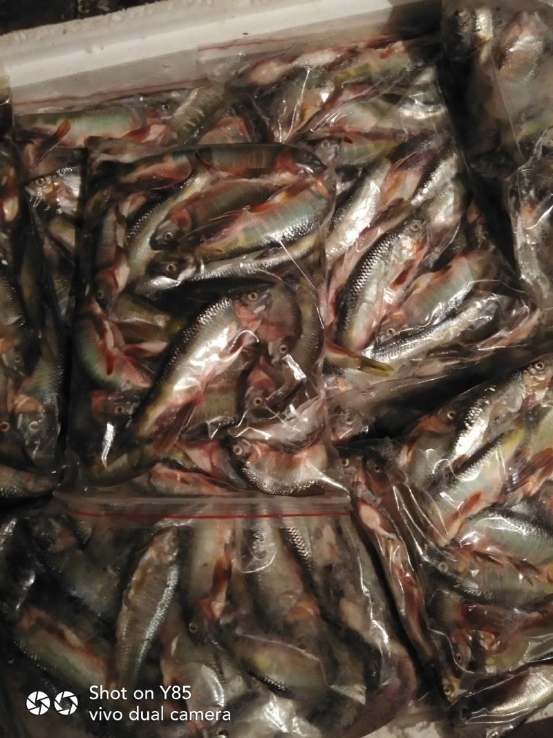 淡水鱼类