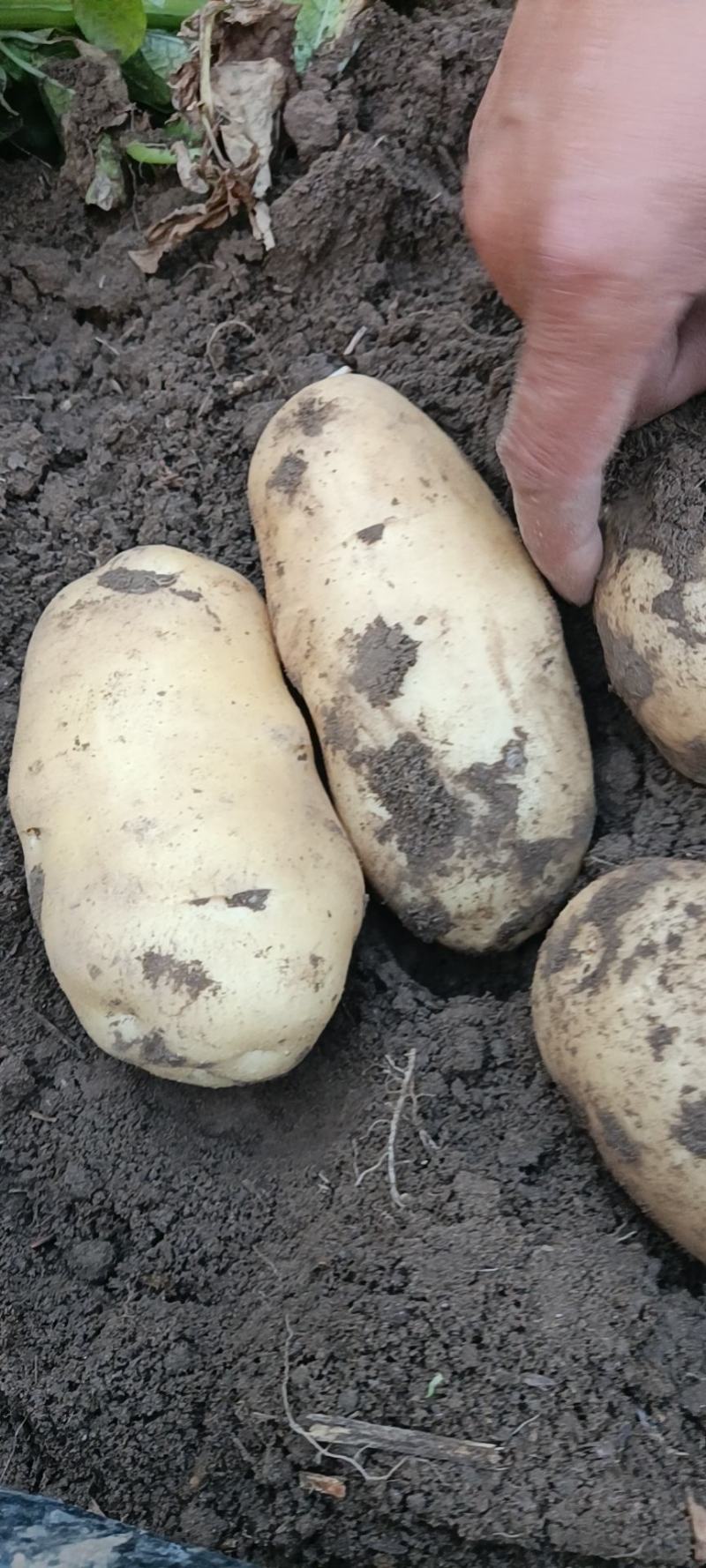 新乐市土豆6月1大量上市欢迎新老客户前来选购随到随装装车