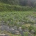 湖南永顺县合亲村，无公害有机霉茶。