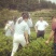 湖南永顺县合亲村，无公害有机霉茶。