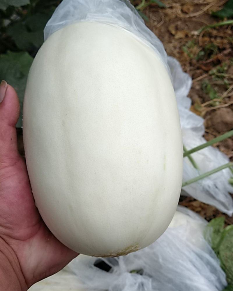甜瓜包熟包甜包质量大量供应一条龙服务