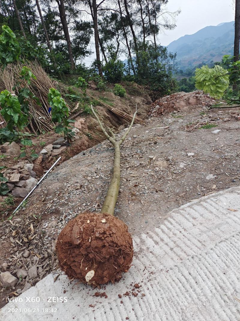栾树、摇钱树、5至8量大、