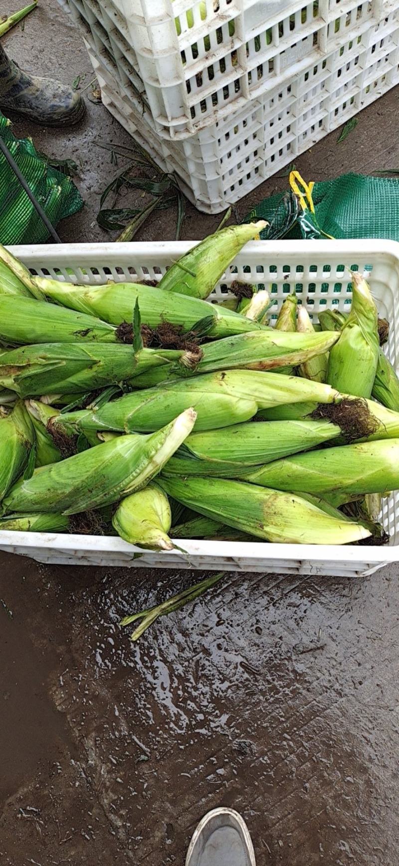 大量供应市场糯玉米