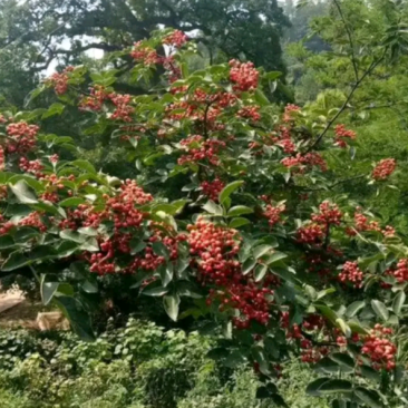 富平优生区花椒（鲜，干）:色漂亮味香麻价便宜