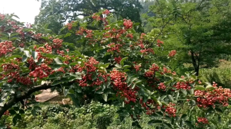 富平优生区花椒（鲜，干）:色漂亮味香麻价便宜