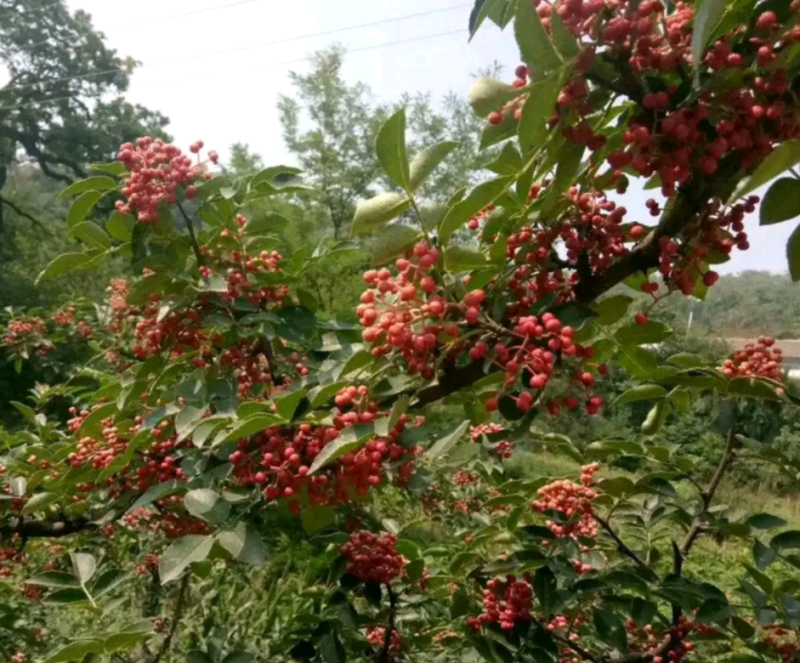 富平优生区花椒（鲜，干）:色漂亮味香麻价便宜