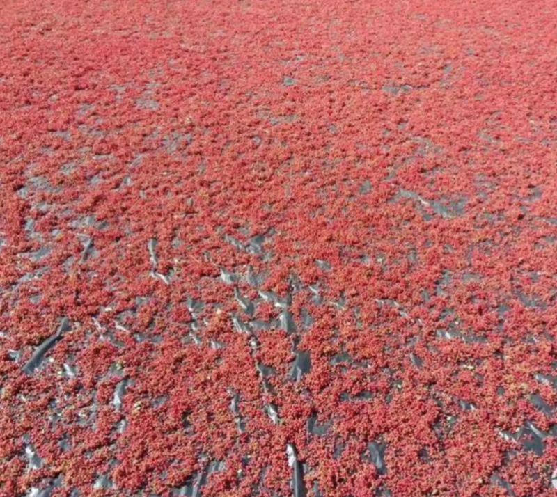 富平优生区花椒（鲜，干）:色漂亮味香麻价便宜