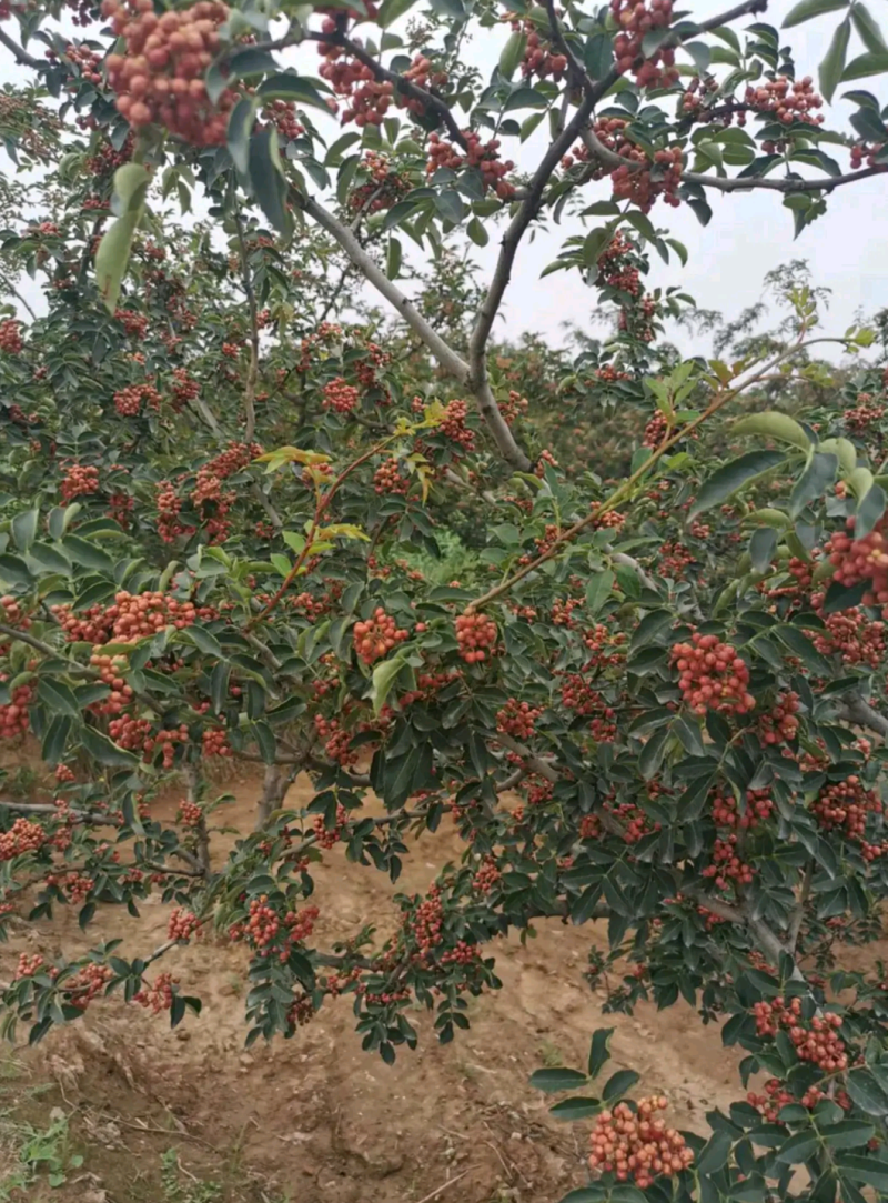 富平优生区花椒（鲜，干）:色漂亮味香麻价便宜