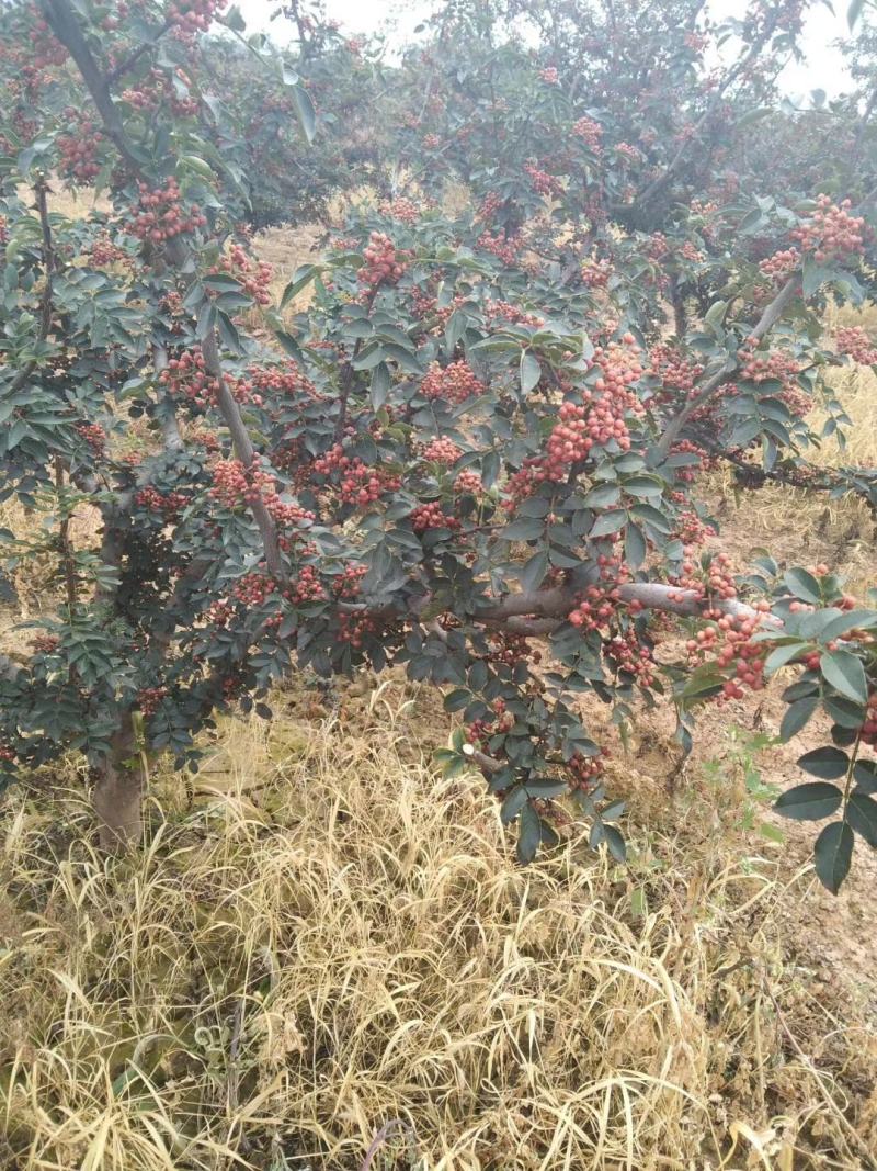 富平优生区花椒:颜色漂亮、味道香麻、价格实惠.