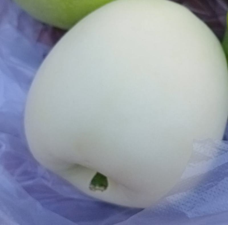 山东精品华硕苹果颜色正表光好白果青果上市了