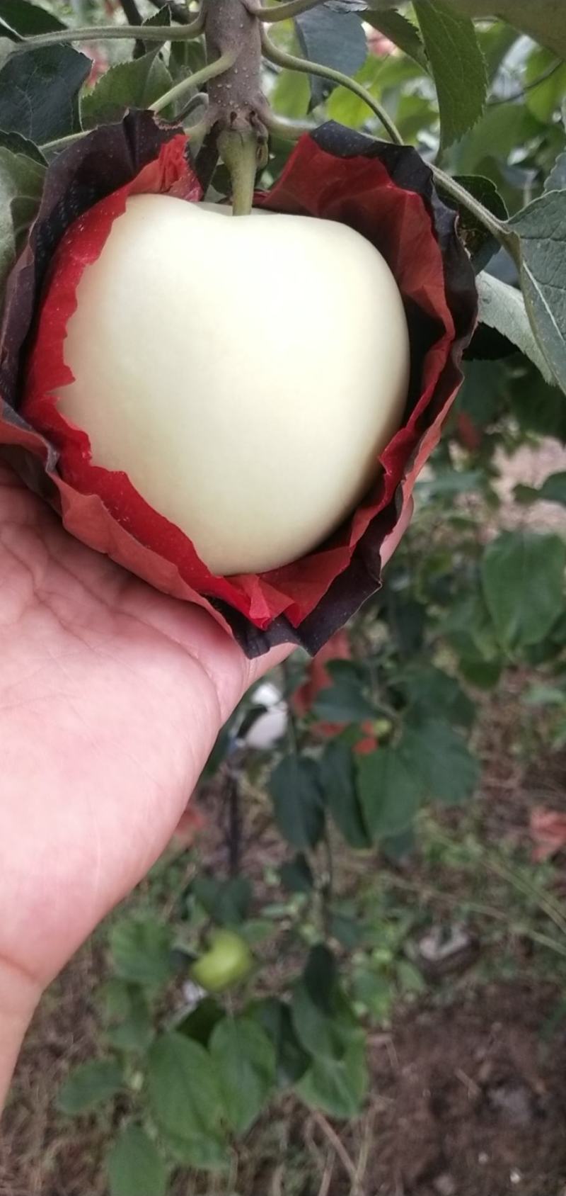 山东精品华硕苹果颜色正表光好白果青果上市了