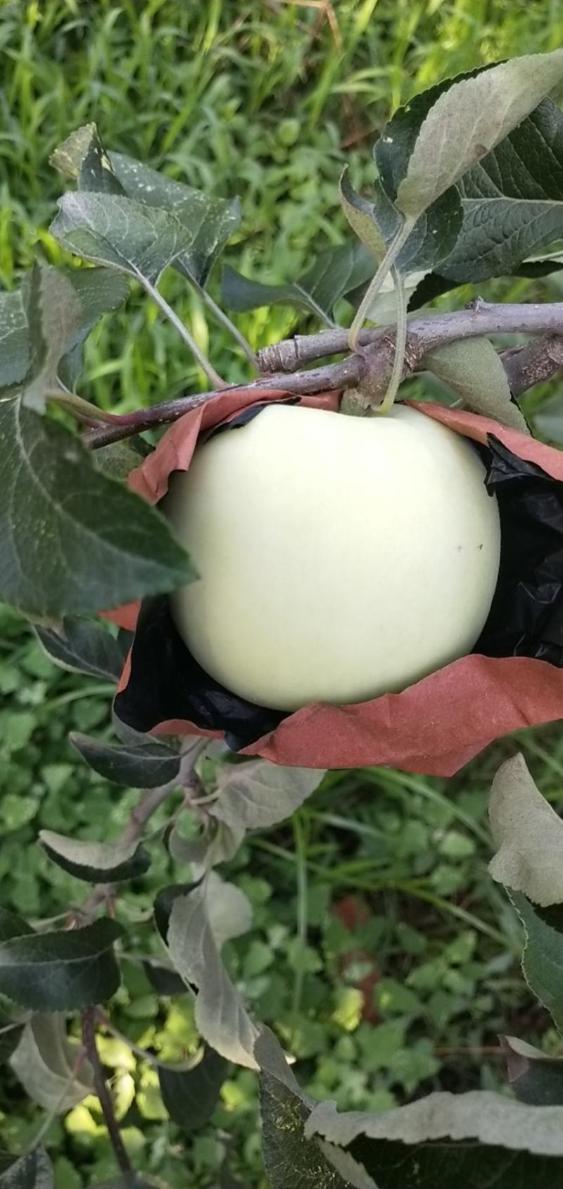 山东精品华硕苹果颜色正表光好白果青果上市了