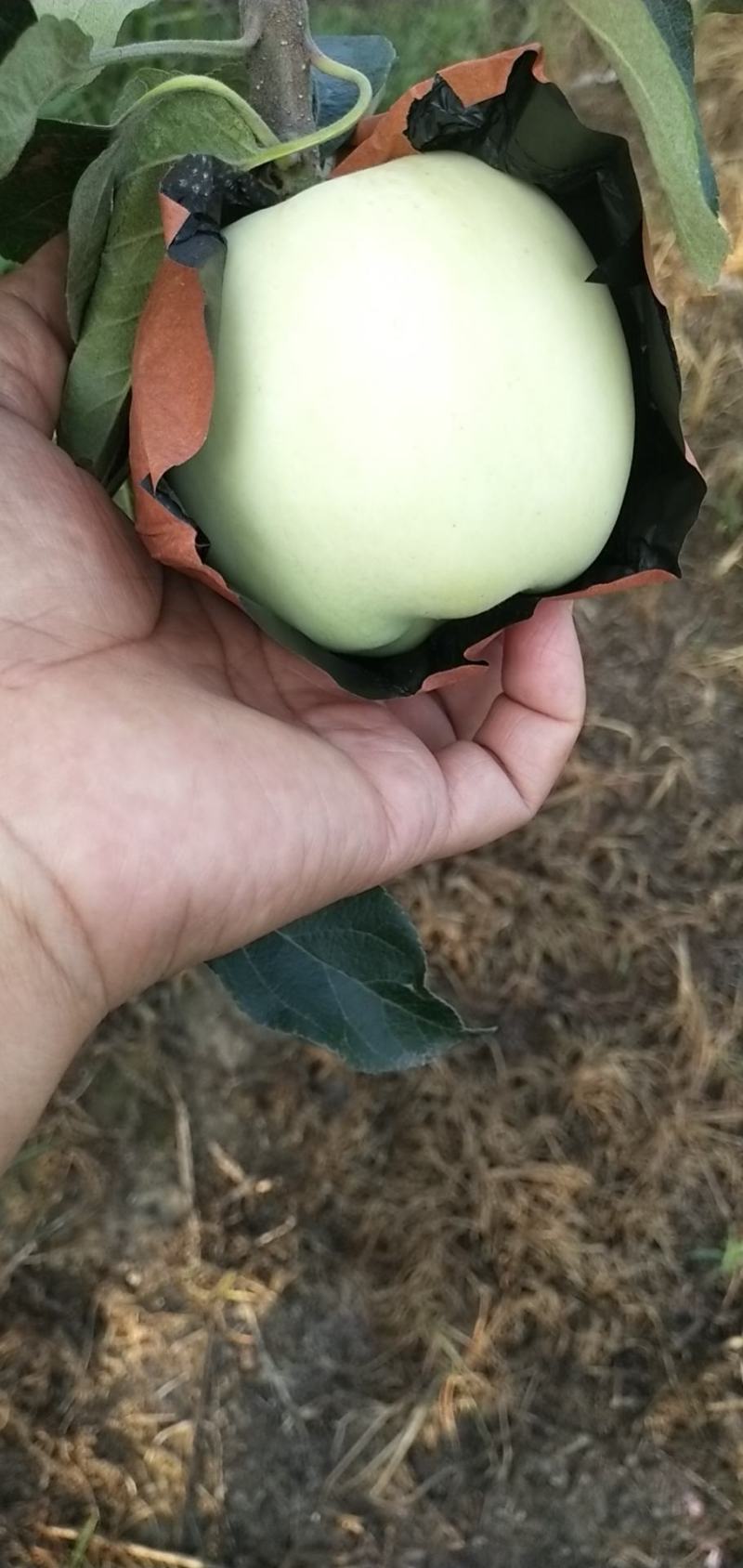 山东精品华硕苹果颜色正表光好白果青果上市了
