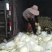甜瓜包熟包甜包质量大量供应一条龙服务