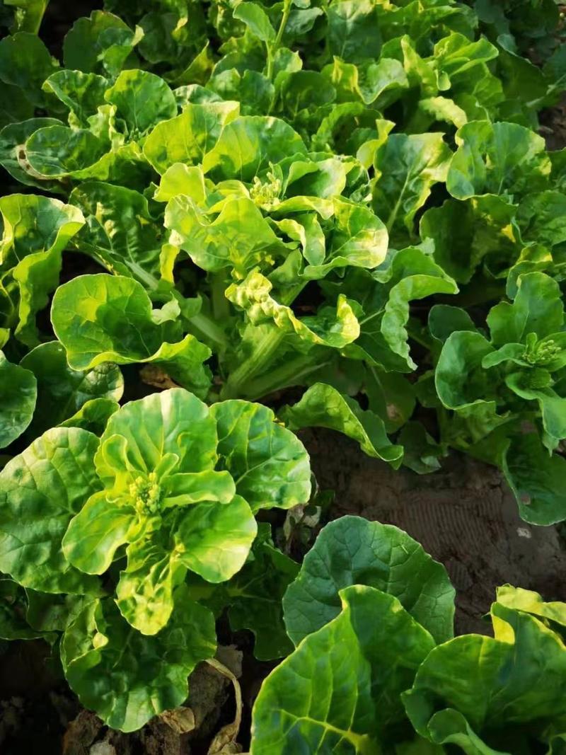 三月早22号早花白菜苔高产优质种子白菜苔种子