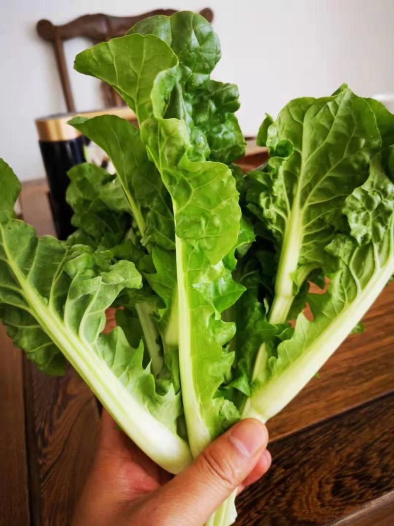 三月早22号早花白菜苔高产优质种子白菜苔种子