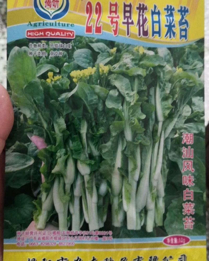 三月早22号早花白菜苔高产优质种子白菜苔种子