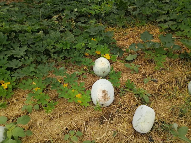 串铃冬瓜规格齐全大量上货可大车走货欢迎老板商谈