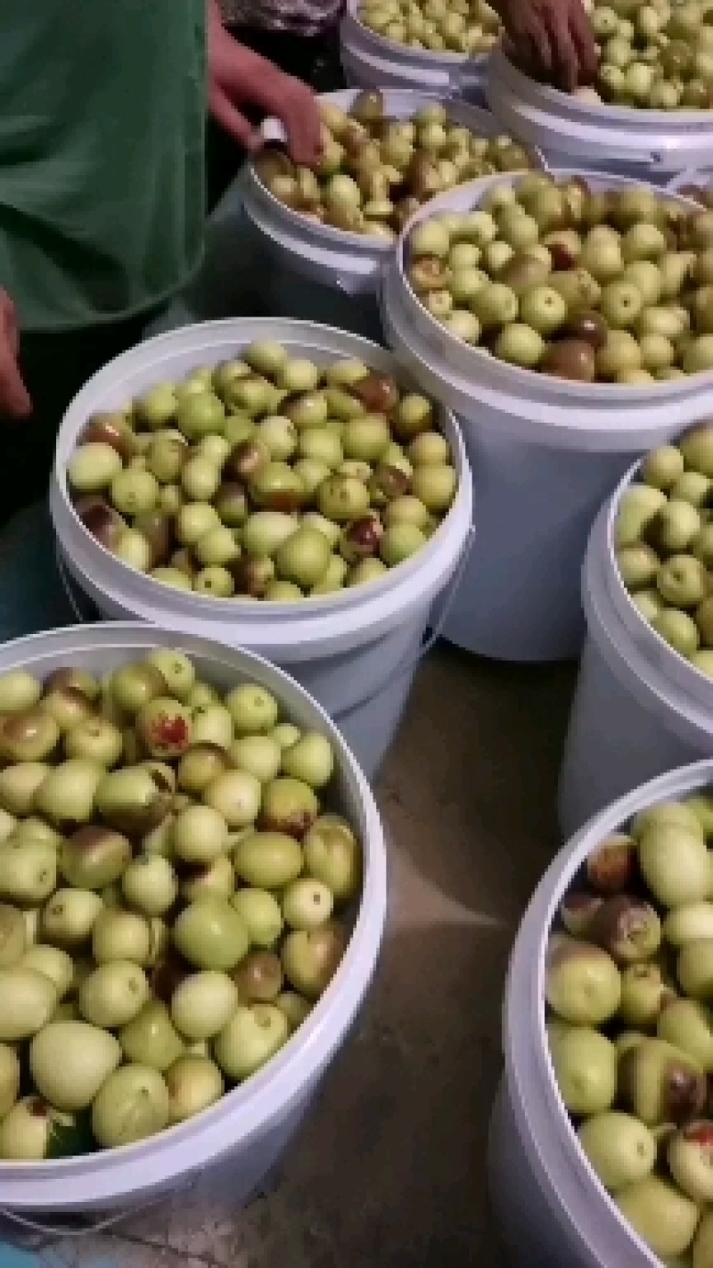 陕西大荔范家镇冬枣基地精品包装常年代收