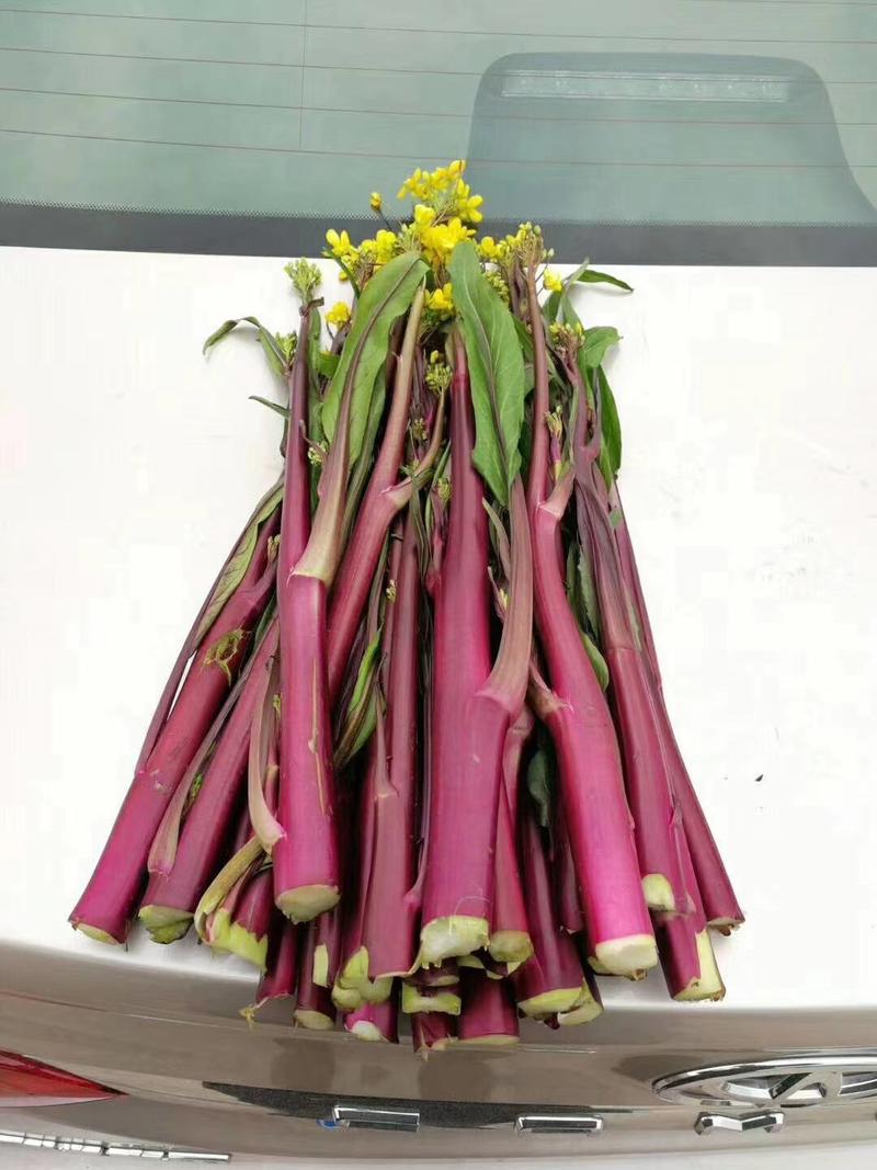 美味红菜苔种子川禾玫瑰红八号早熟杂交红菜苔种子
