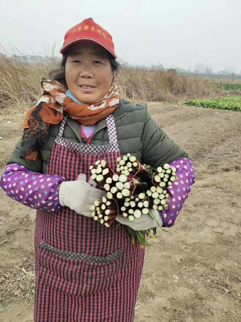 美味红菜苔种子川禾玫瑰红八号早熟杂交红菜苔种子