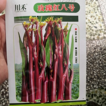 美味红菜苔种子川禾玫瑰红八号早熟杂交红菜苔种子