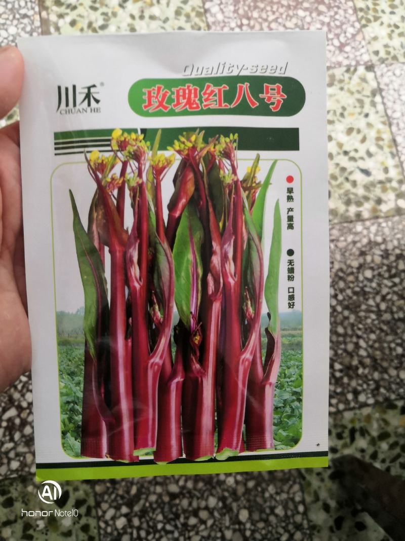 美味红菜苔种子川禾玫瑰红八号早熟杂交红菜苔种子