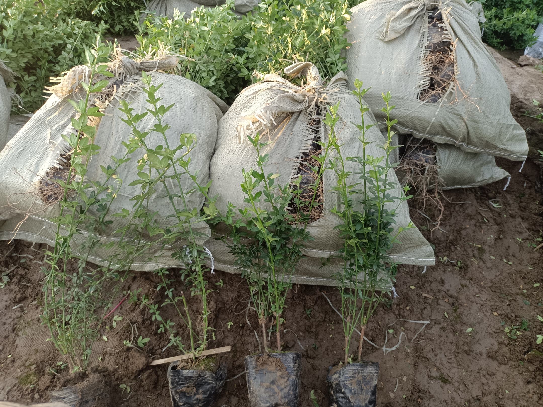 阳台月季养护场景图