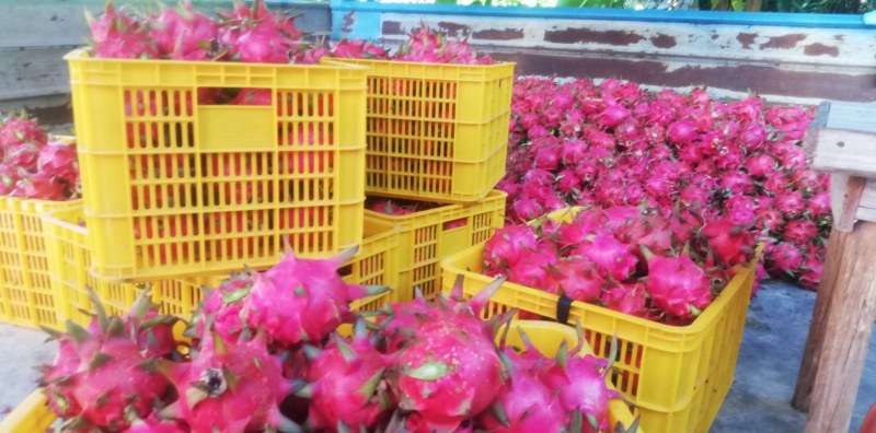 广东红心火龙果农场产地直销果靓价惠