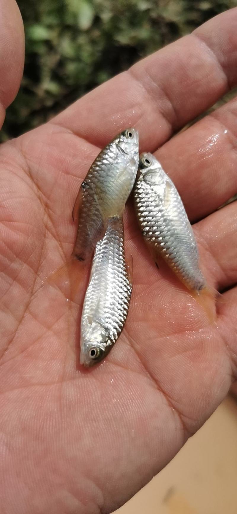 青竹鱼苗