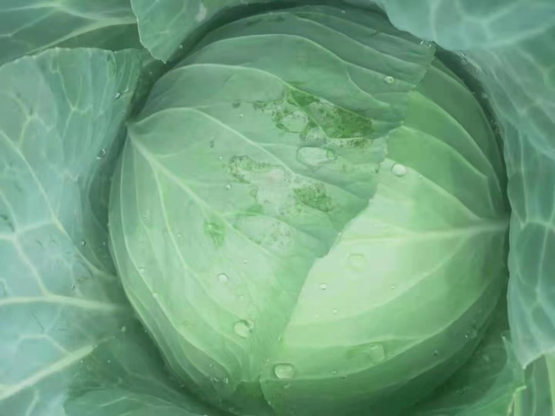 奥奇丽