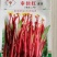 【奉佳红】佳红二号红菜苔种子，江城家红菜苔种子系列品种