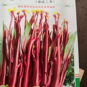 【奉佳红】佳红二号红菜苔种子，江城家红菜苔种子系列品种