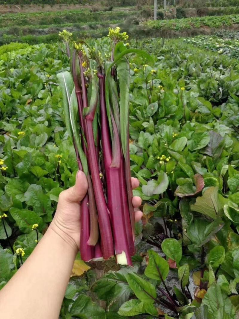 【奉佳红】佳红二号红菜苔种子，江城家红菜苔种子系列品种