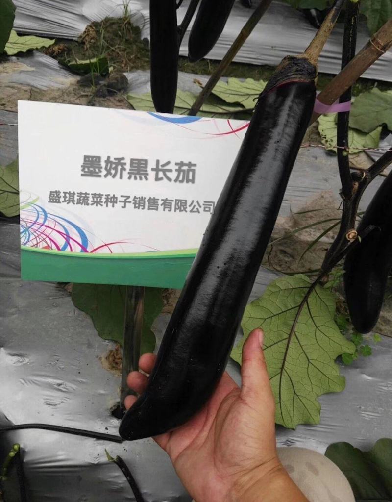 盛一奇墨娇黑长茄种子软糯口感好春秋露地冬季保护地栽培