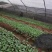 白菜苗，本地脆白菜，基地直供，保值保量，量大从优，可回收