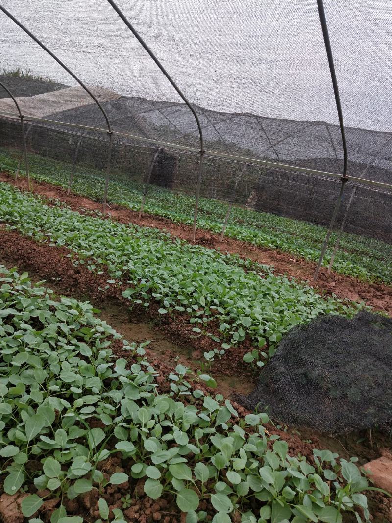 白菜苗，本地脆白菜，基地直供，保值保量，量大从优，可回收
