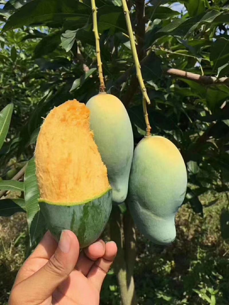 百色田东桂七芒果供应团购平台电商平台市场供应整车电话联系